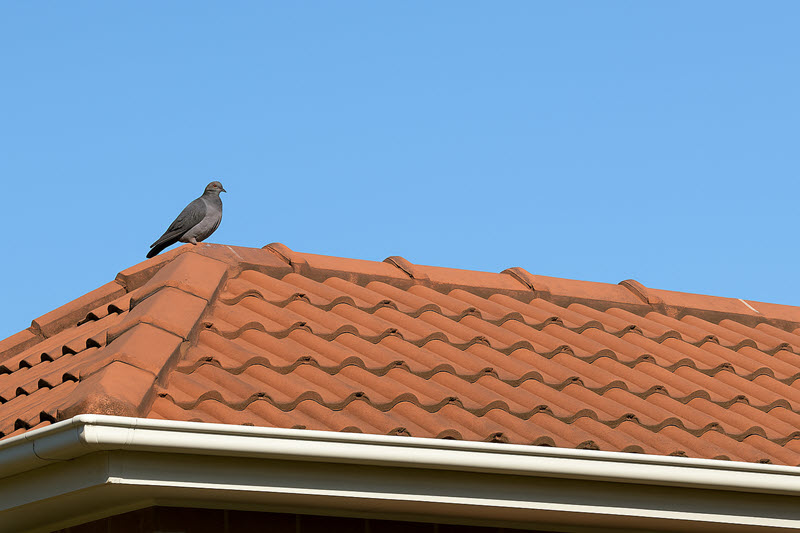 pigeon on roof tiles